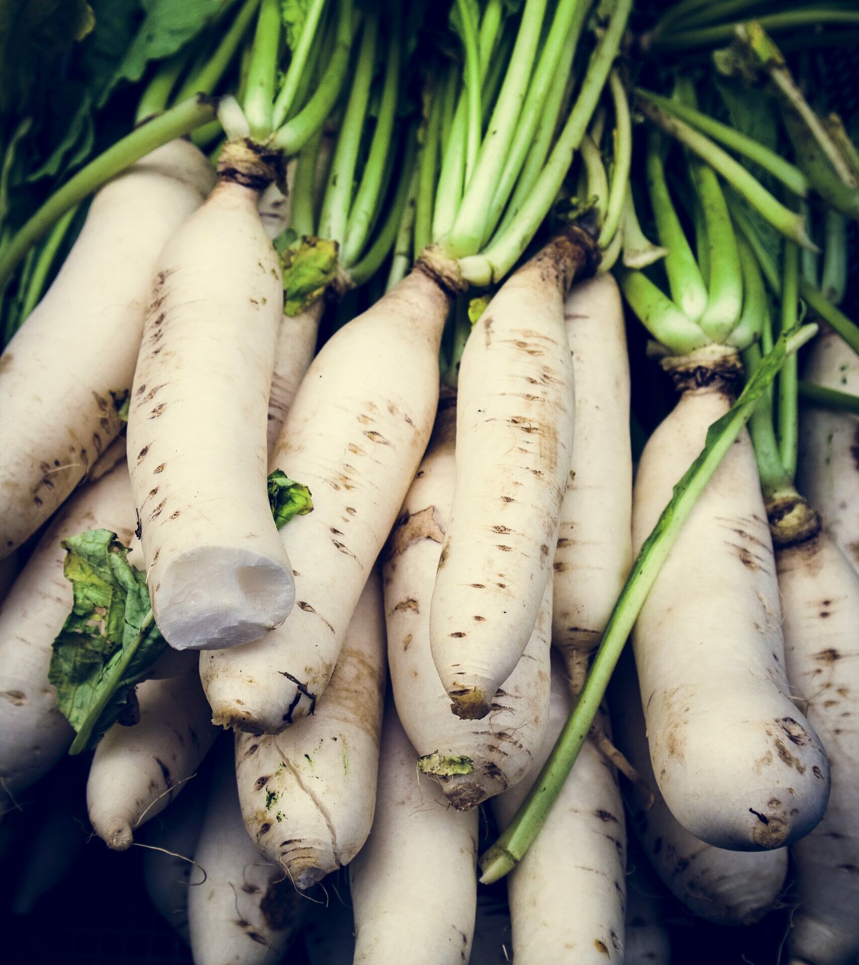 Des racines de Daikon